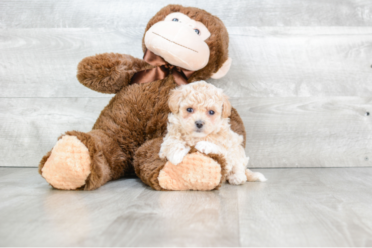 Maltipoo Pup Being Cute