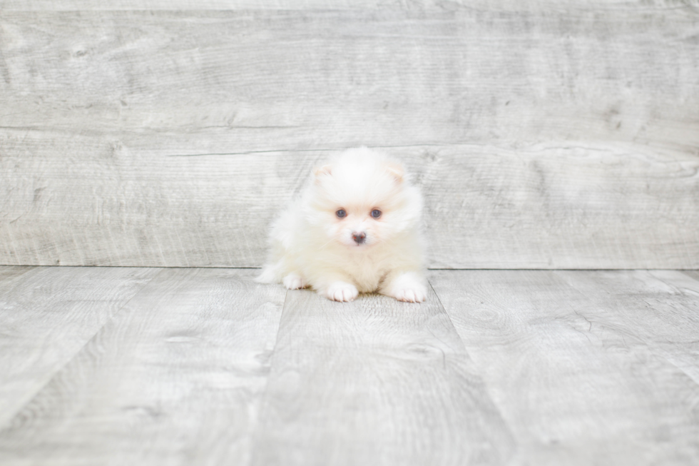 Happy Pomeranian Purebred Puppy