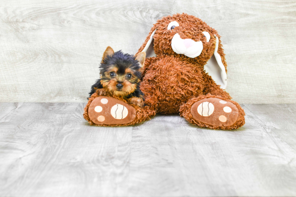 Meet Ronaldo - our Yorkshire Terrier Puppy Photo 