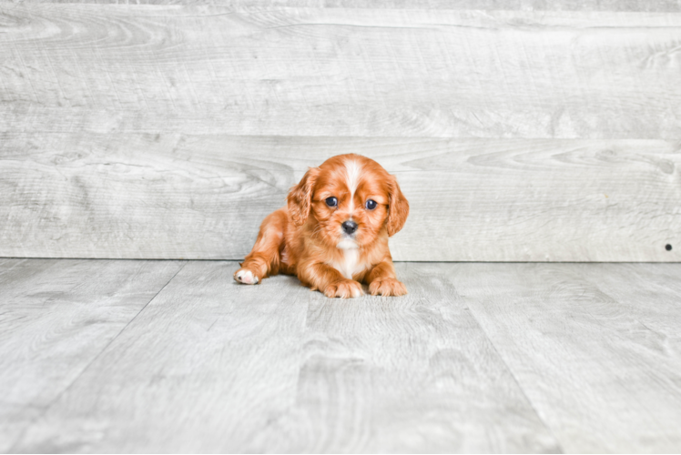 Little Cavalier King Charles Spaniel Baby