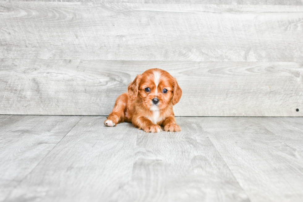 Little Cavalier King Charles Spaniel Baby