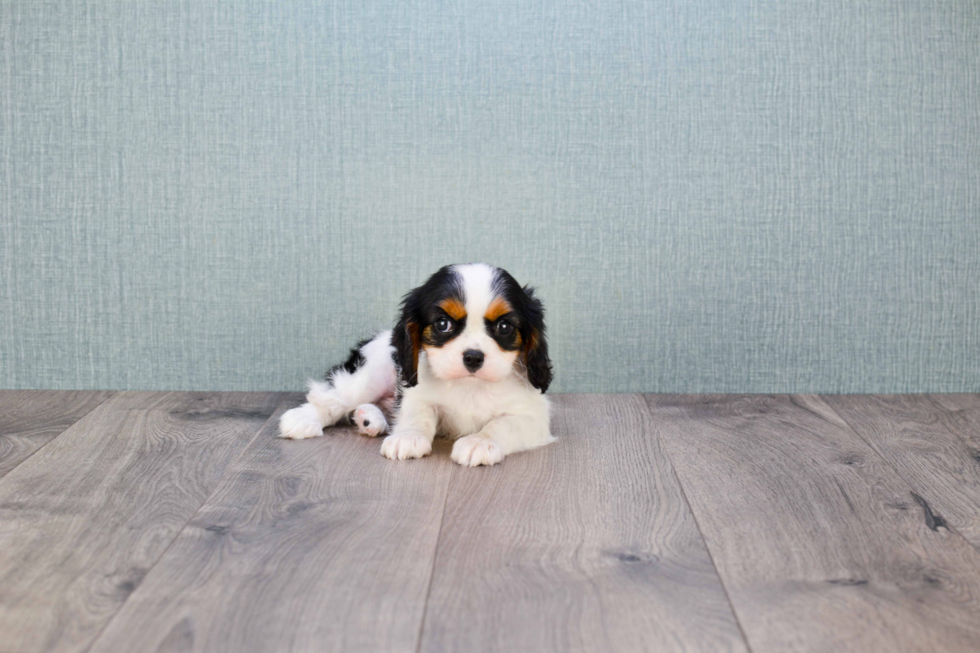 Cavalier King Charles Spaniel Pup Being Cute