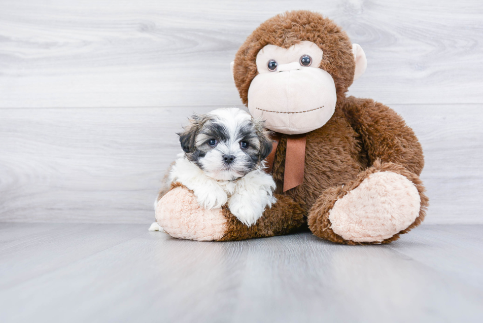 Fluffy Teddy Bear Designer Pup