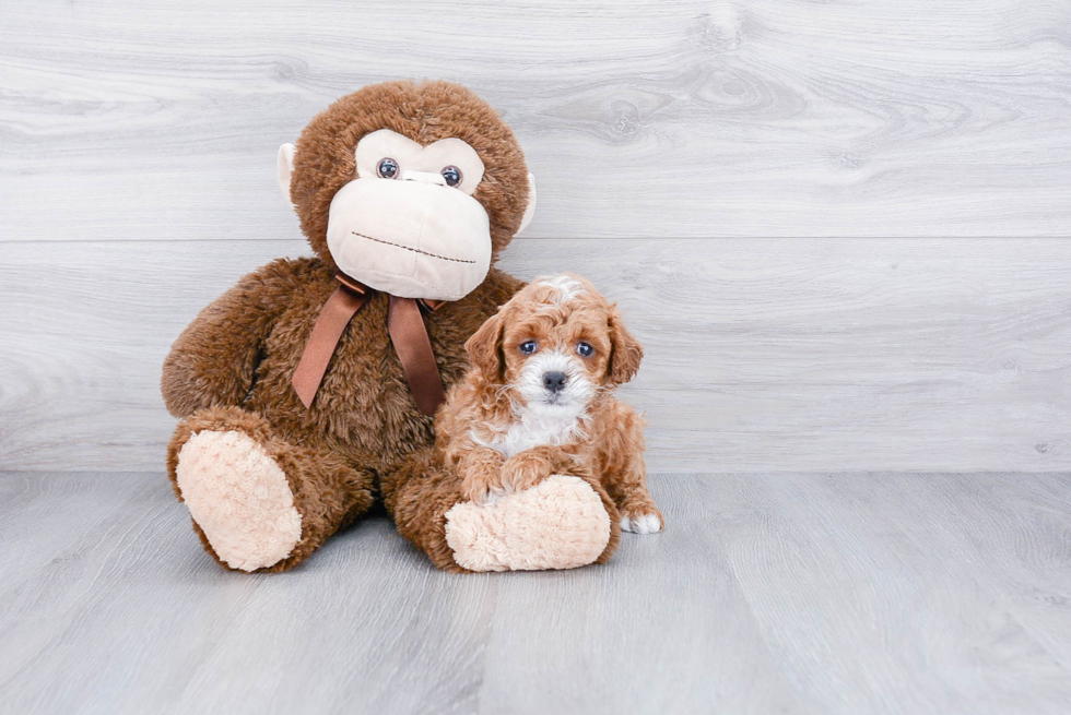 Playful Cavoodle Poodle Mix Puppy