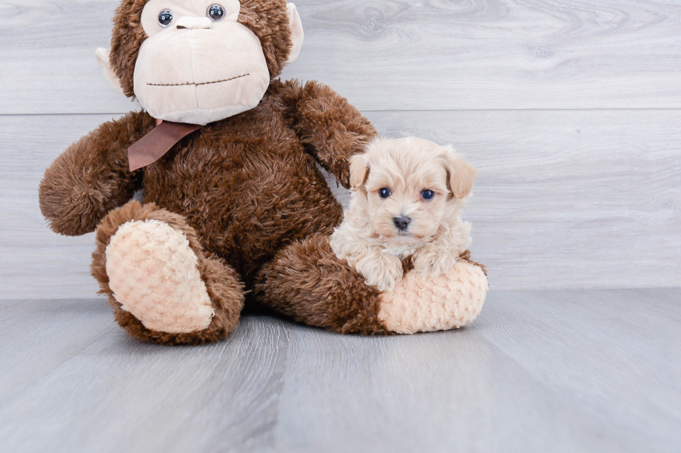 Happy Maltipoo Baby