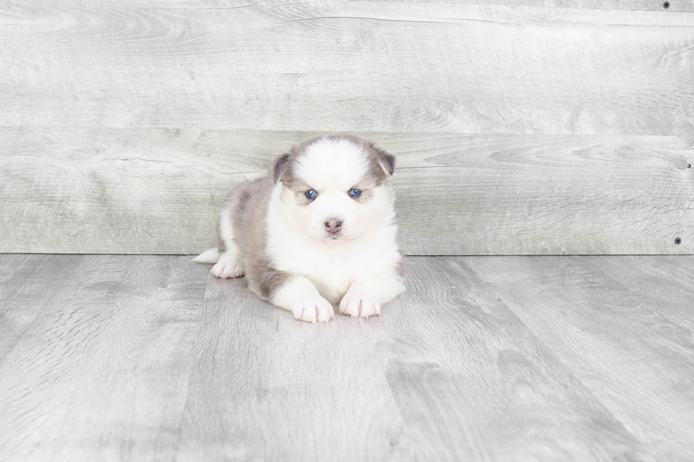 Hypoallergenic Mini Husky Designer Puppy