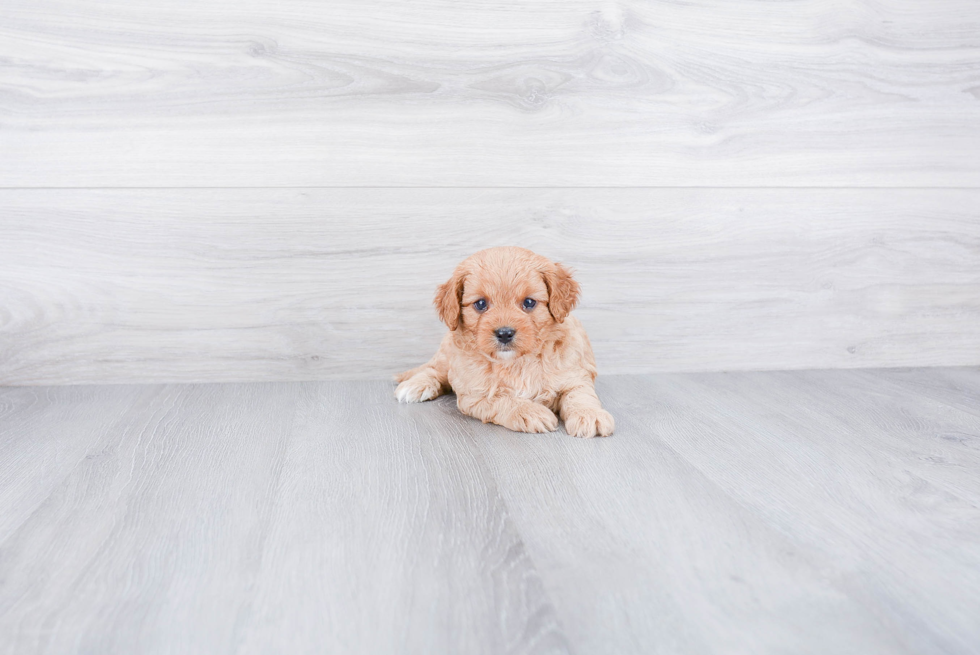 Best Cavapoo Baby