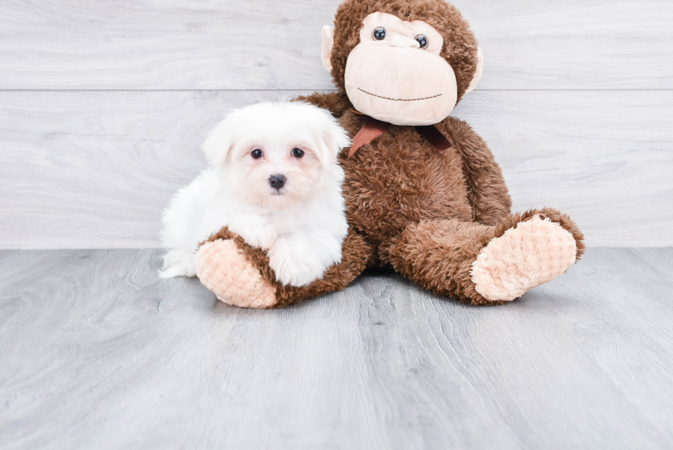 Little Maltese Baby