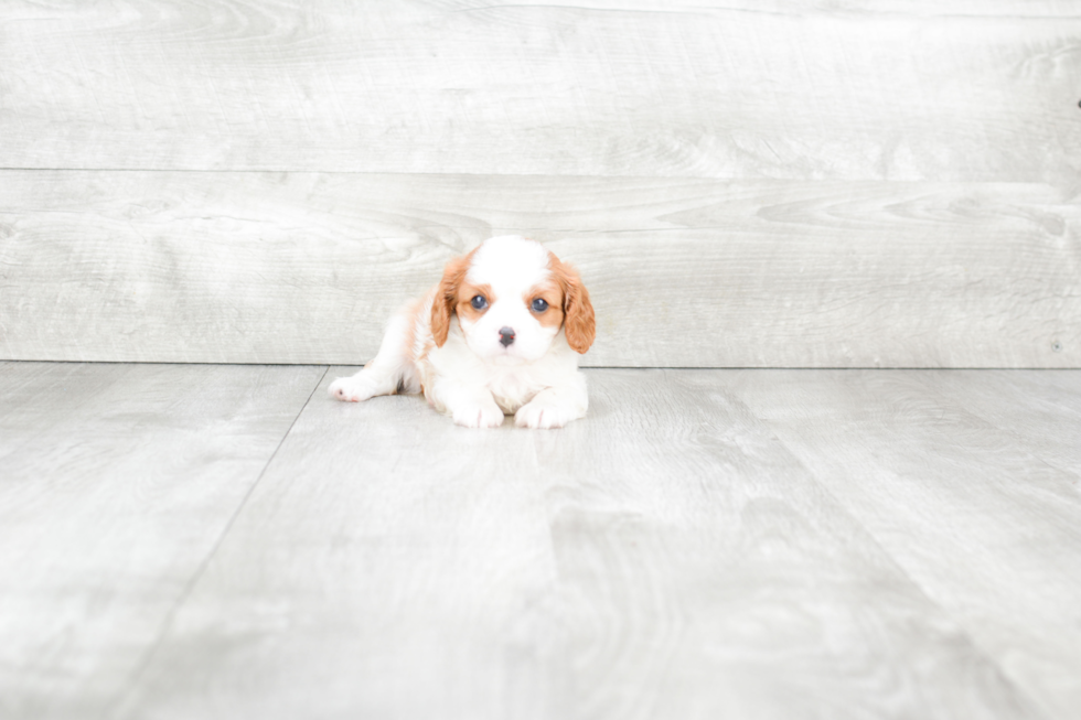 Cavalier King Charles Spaniel Puppy for Adoption