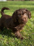 Cute Mini Labradoodle Poodle Mix Pup