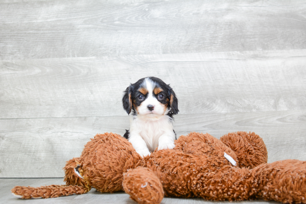 Energetic Cavalier King Charles Spaniel Purebred Puppy