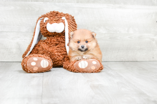 Friendly Pomeranian Purebred Pup