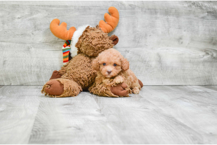 Popular Poodle Purebred Pup