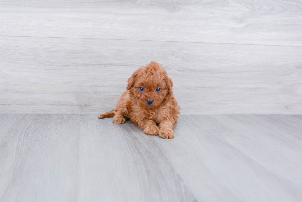 Playful Cavoodle Poodle Mix Puppy