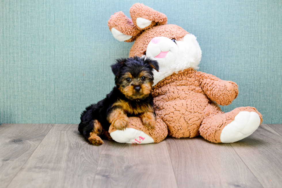 Meet Jeremy - our Yorkshire Terrier Puppy Photo 