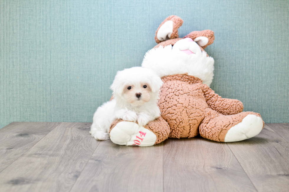 Small Maltese Baby