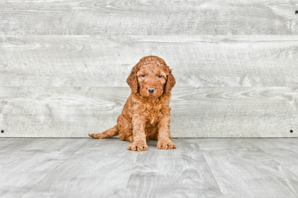 Mini Goldendoodle Puppy for Adoption