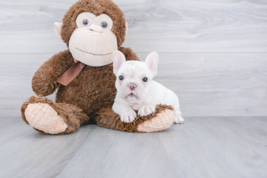 Cute Frenchie Purebred Puppy