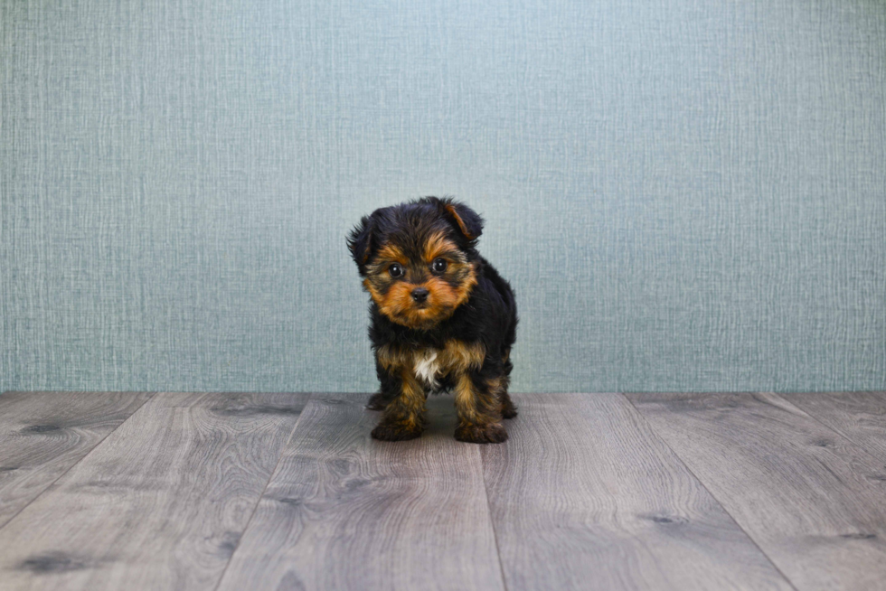 Meet Nugget - our Yorkshire Terrier Puppy Photo 