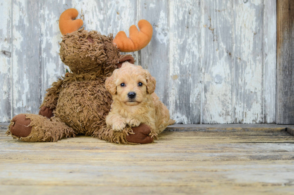 Smart Cavapoo Poodle Mix Pup