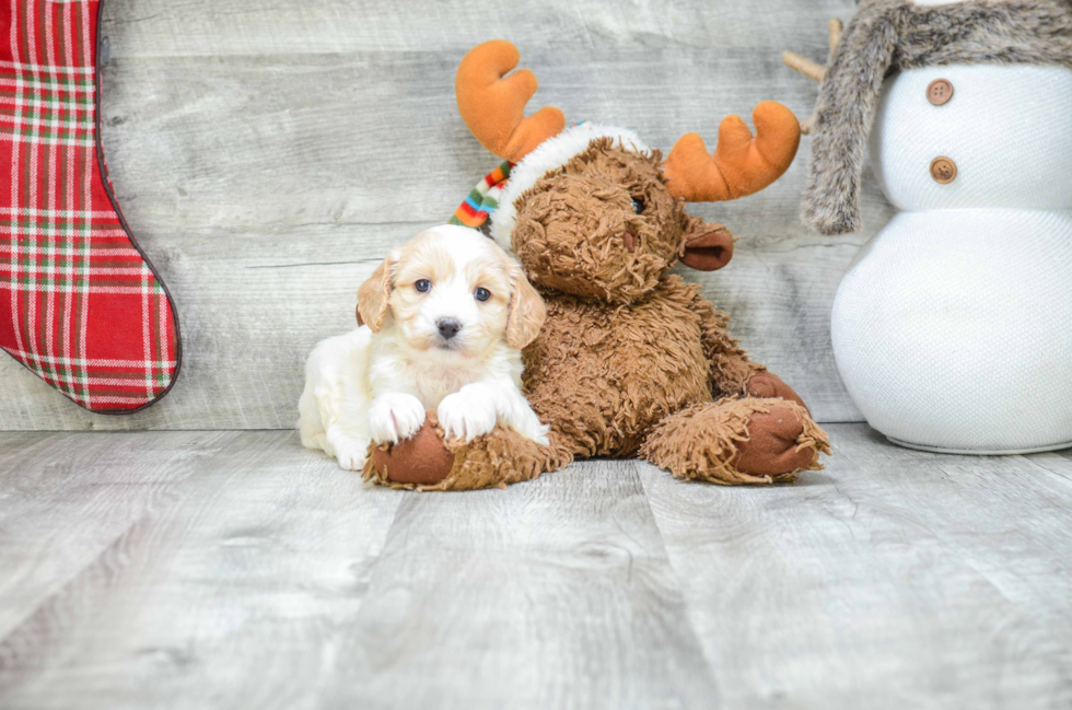Energetic Cavalier Designer Puppy