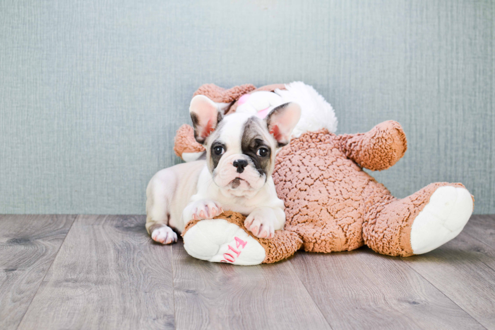 French Bulldog Puppy for Adoption