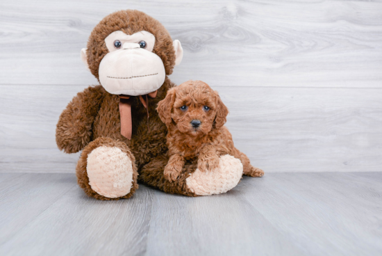 Smart Mini Goldendoodle Poodle Mix Pup