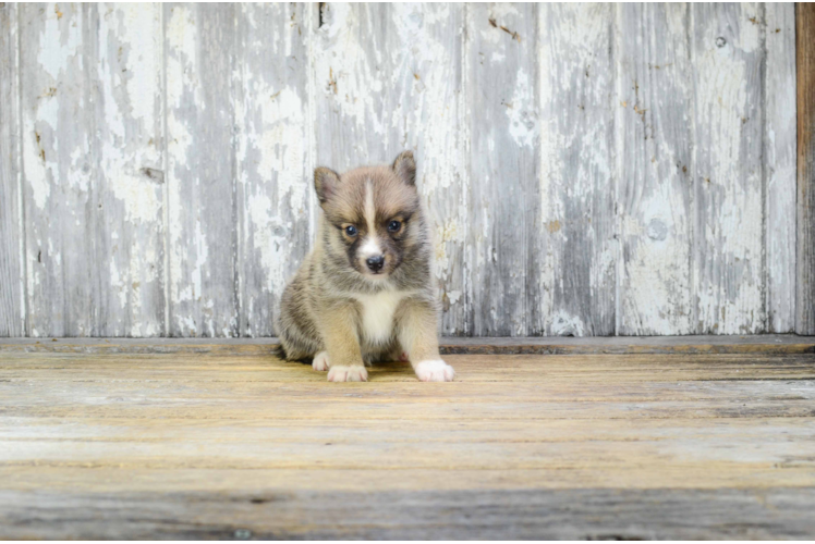 Funny Pomsky Designer Pup