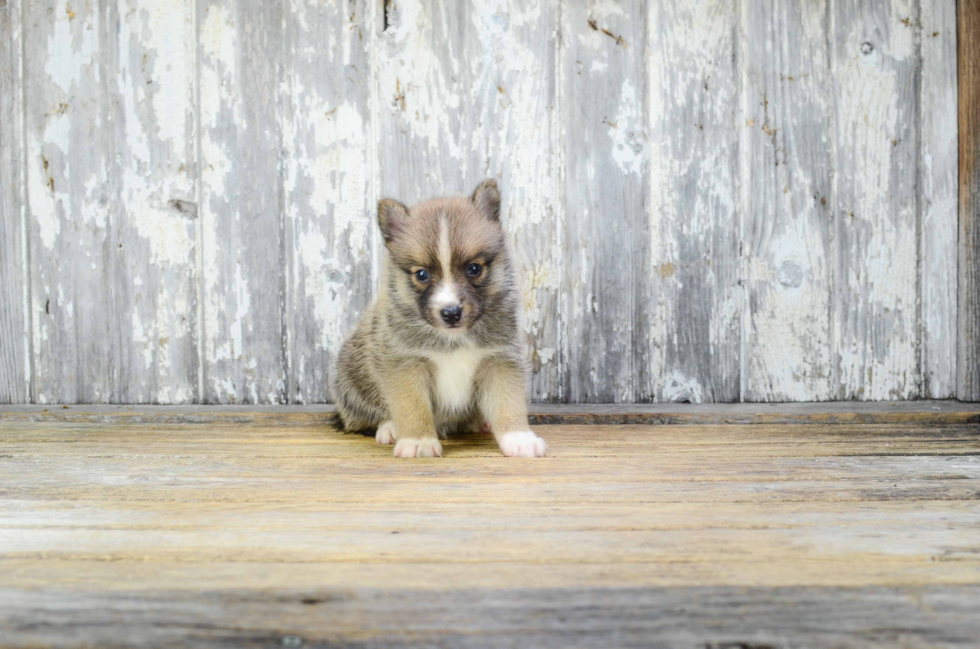 Funny Pomsky Designer Pup