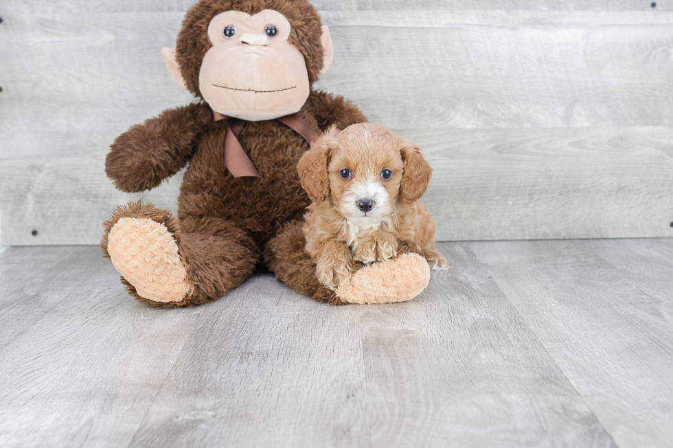 Cavapoo Pup Being Cute