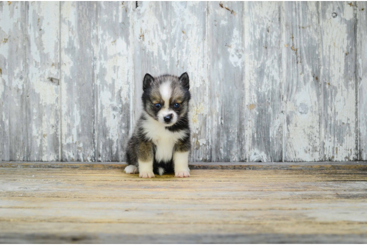 Best Pomsky Baby