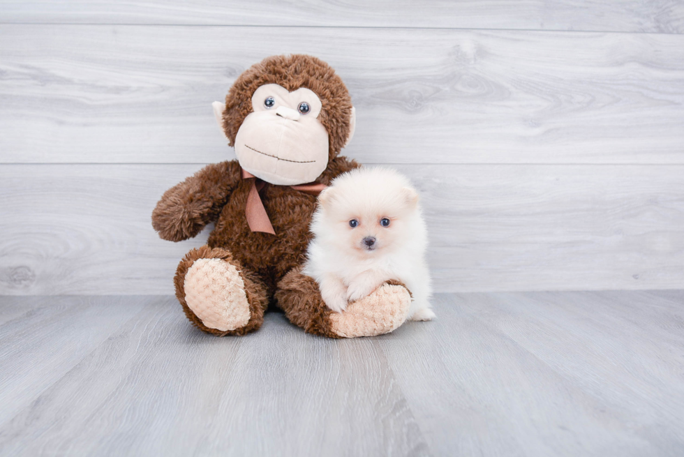 Playful Pomeranian Purebred Pup