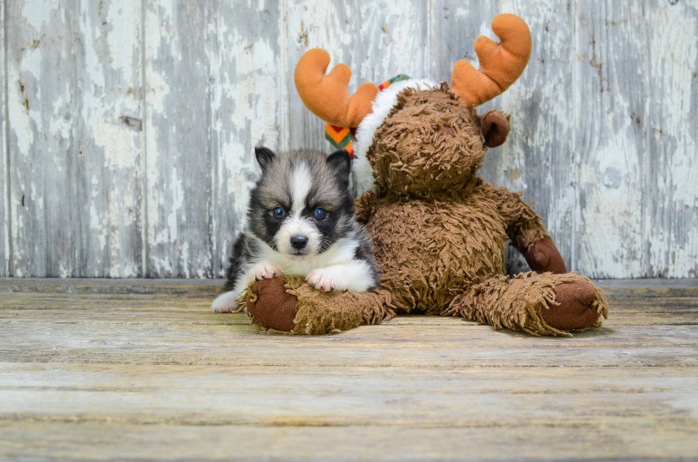 Pomsky Pup Being Cute