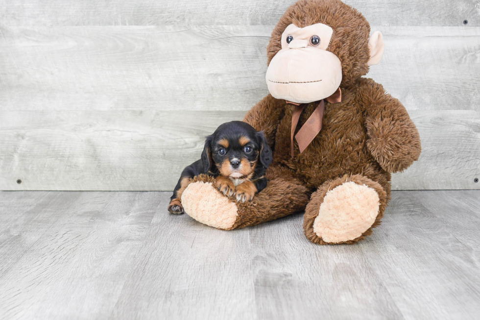 Energetic Cavalier King Charles Spaniel Purebred Puppy