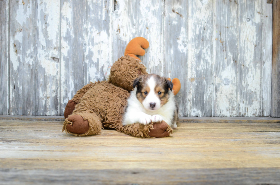 Best Sheltie Baby