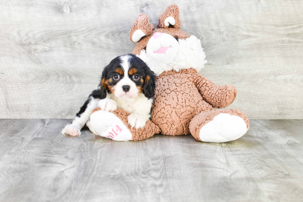 Small Cavalier King Charles Spaniel Purebred Pup