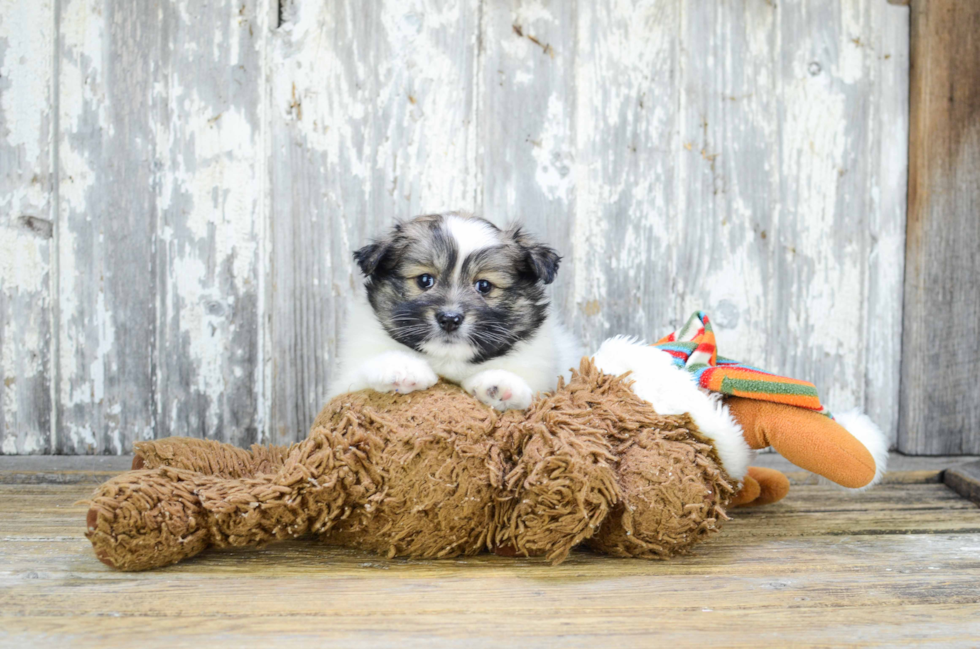 Maltipom Puppy for Adoption