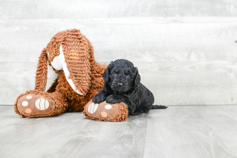 Best Cavapoo Baby