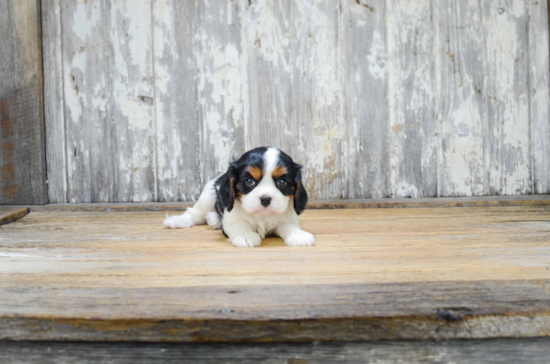 Smart Cavalier King Charles Spaniel Purebred Puppy