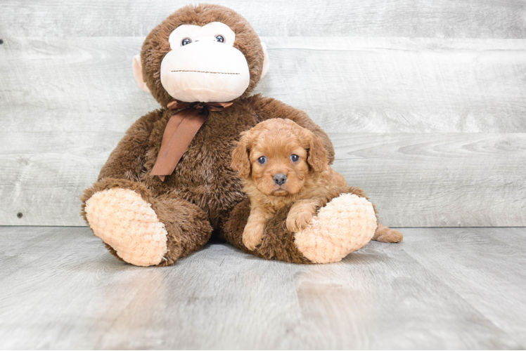 Energetic Cavoodle Poodle Mix Puppy