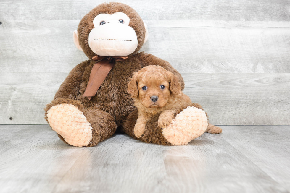 Energetic Cavoodle Poodle Mix Puppy