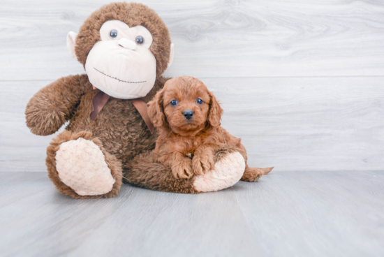 Best Cavapoo Baby