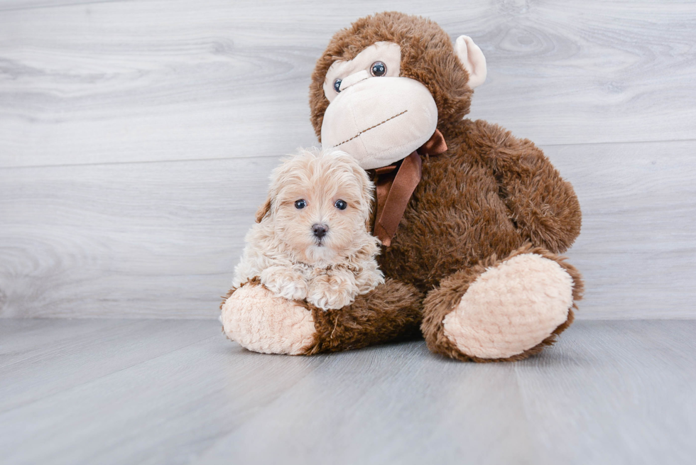 Maltipoo Pup Being Cute