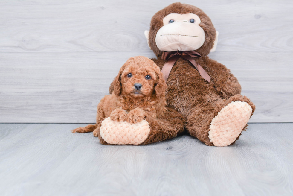 Friendly Mini Goldendoodle Baby