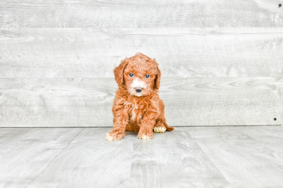 Mini Goldendoodle Pup Being Cute