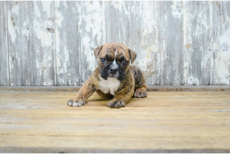 English Bulldog Pup Being Cute