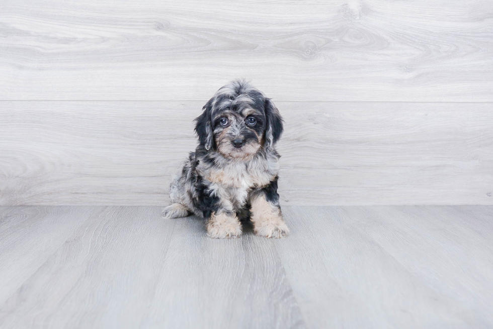 Cockapoo Pup Being Cute