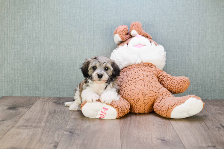 Best Havanese Baby