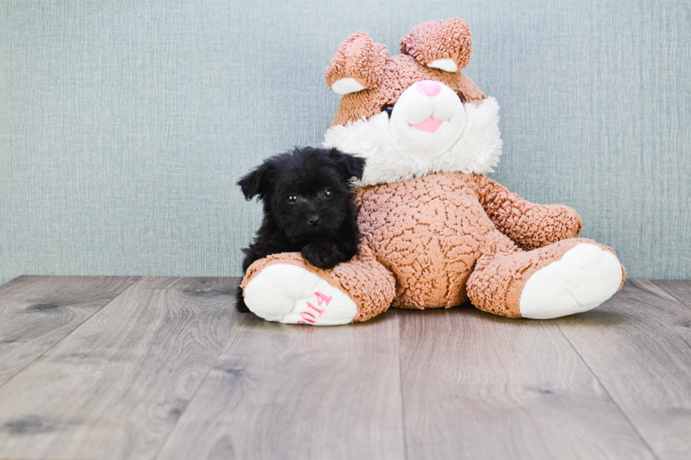 Cute Yorkie Poo Baby