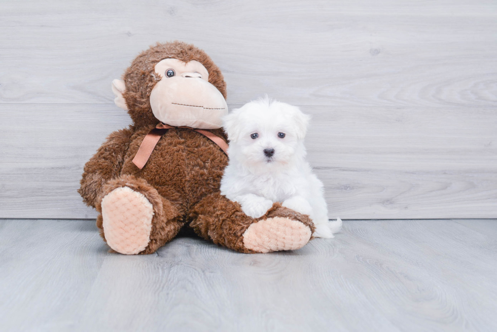 Maltese Puppy for Adoption